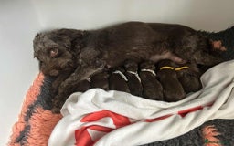 Cockapoo dogs for sale: Toy Cockapoo f1b ready 17th oct - Image 11