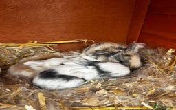Mini Lop rabbits for sale: Mini Lops  - Image 2
