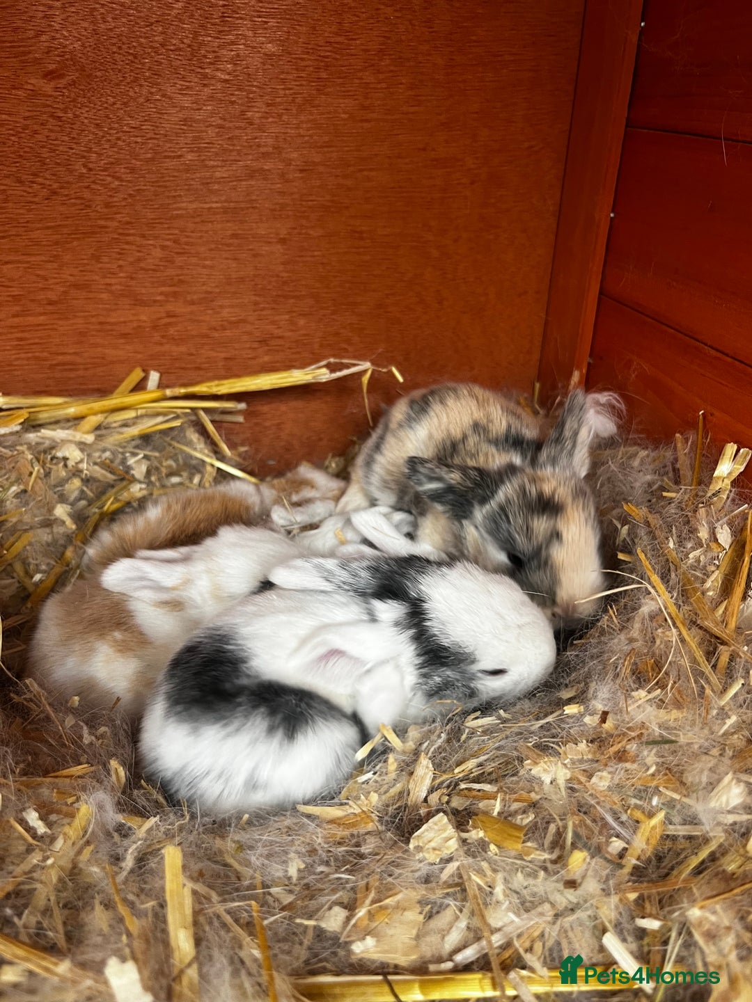 Mini Lop rabbits for sale: Mini Lops  - Image 2