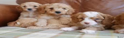 Cavapoo dogs for sale: Stunning Health Tested F1b Miniature Cavapoos - Advert 3