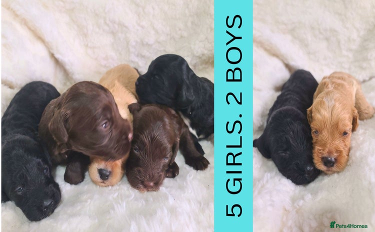 Cockapoo dogs in Pershore - Advert 3