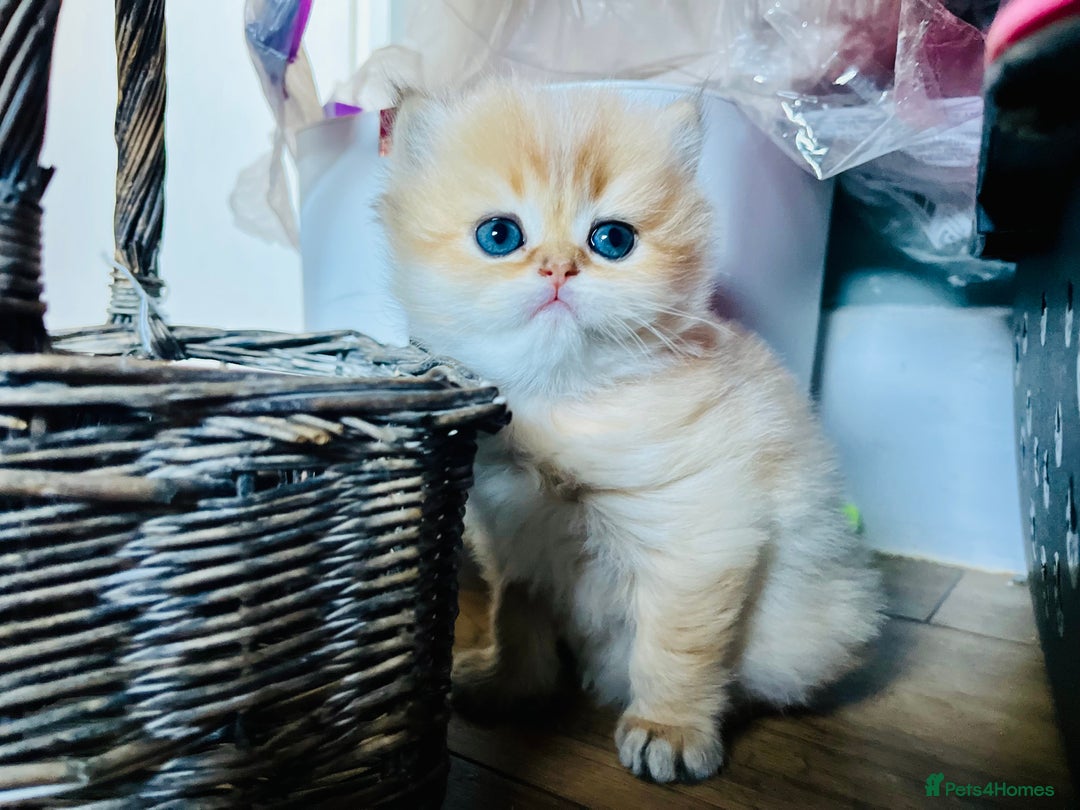 British Longhair cats for sale: 🐾🤩❤️Gold Angels - tiny stars 🐾❤️🐱 - Image 16