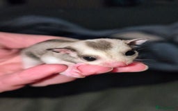 Sugar Glider rodents for sale: Mosaic sugar glider male available November - Image 4