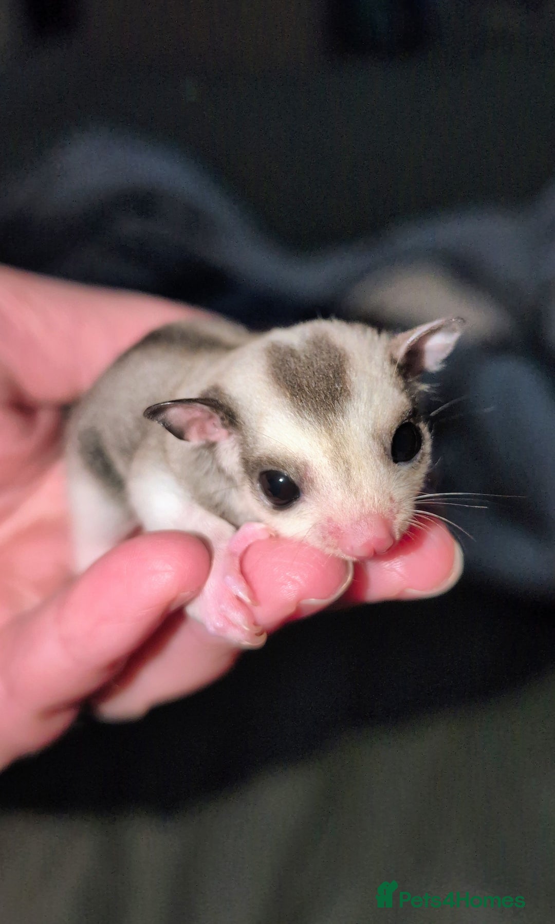 Sugar Glider rodents for sale: Mosaic sugar glider male available November - Image 4