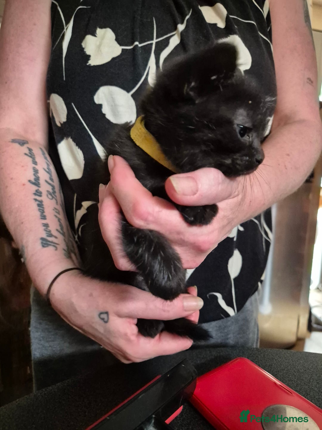 Mixed Breed cats for sale: Litter of kittens - Image 23