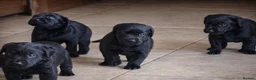 Labrador Retriever dogs for sale: KC Registered Labrador Puppies in Leominster - Advert 10
