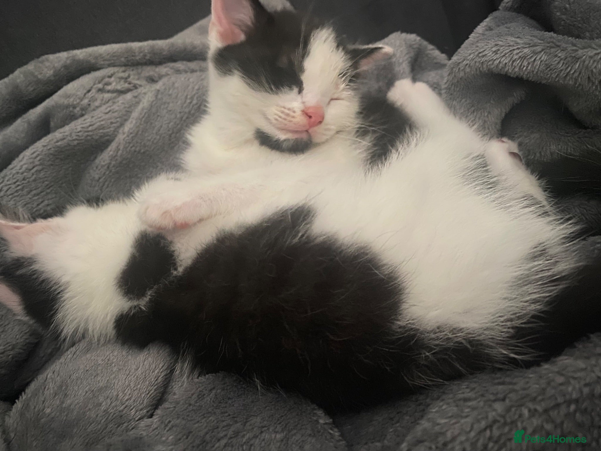 Mixed Breed cats Beautiful kittens ❤️🐈❤️🐈 - Advert 3