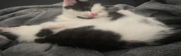 Mixed Breed cats for sale: Beautiful kittens ❤️🐈❤️🐈 - Advert 1