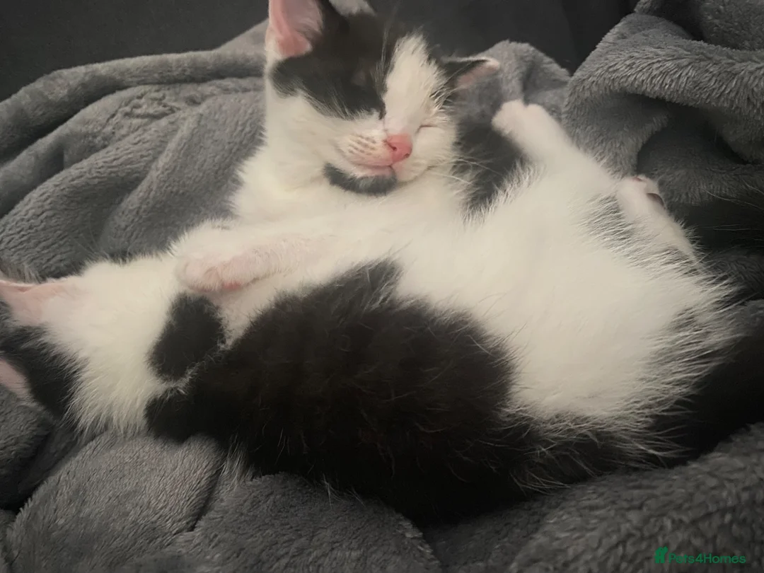 Mixed Breed cats for sale: Beautiful kittens ❤️🐈❤️🐈 - Advert 1