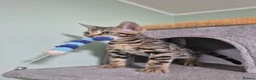 Bengal cats for sale: Brown Charcoal Bengals – Girl & Boy – Reserve🥰 - Advert 1