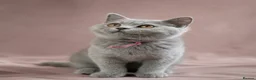 British Shorthair cats for sale: 2 confident vocal playful boys left one very big  - Advert 3