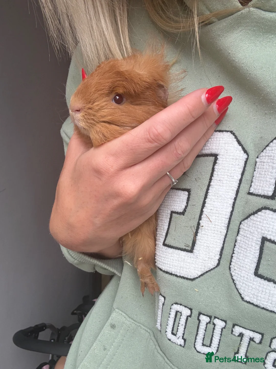 Guinea Pig rodents for sale: Male Guinea pigs x2 - Advert 6