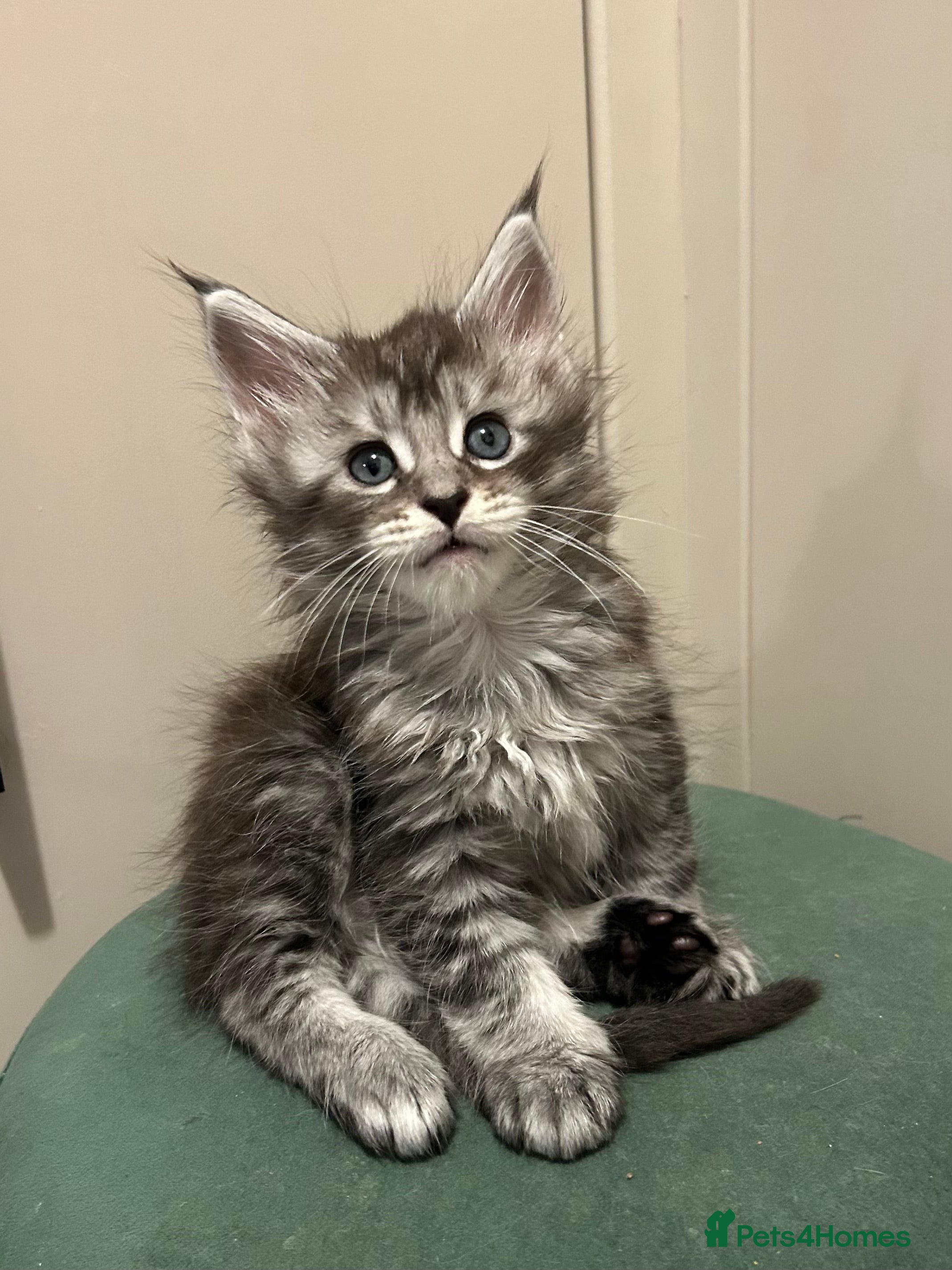 Maine Coon cats Maine coon kittens - Advert 12