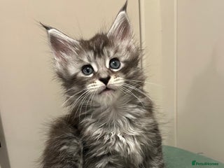 Maine Coon cats Maine coon kittens - Advert 4