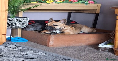 Mixed Breed dogs - Advert 11