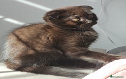 Mixed Breed cats for sale: Scottish Fold Kittens!Rare 🍫chocolate colour🐱 - Image 15