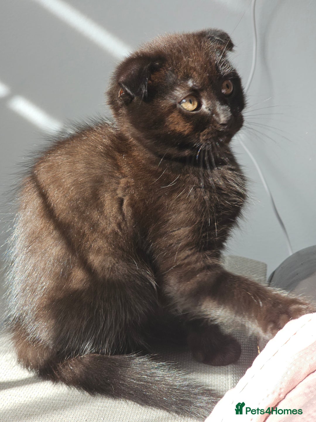 Mixed Breed cats for sale: Scottish Fold Kittens!Rare 🍫chocolate colour🐱 - Image 15
