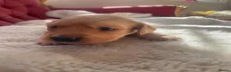 Golden Retriever dogs for sale: Beautiful Golden Retriever Puppies - Advert 17