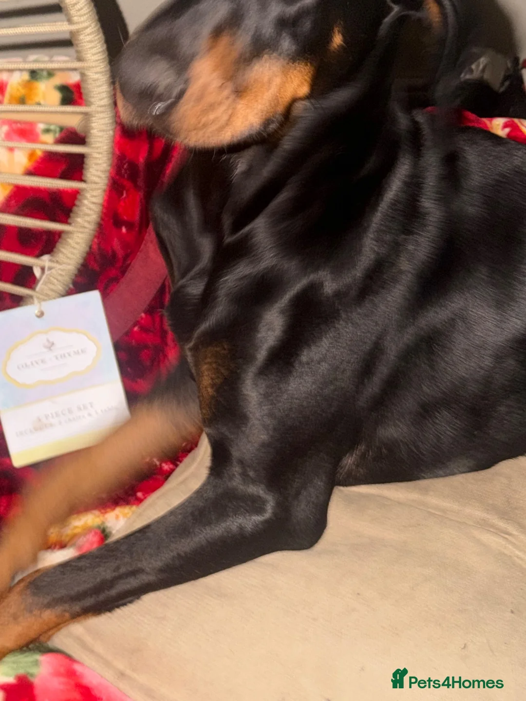 Dobermann dogs for sale: 10-Month-Old Female Dobermann – Kyra – Manchester in Manchester - Advert 2