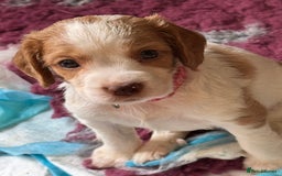 Cocker Spaniel dogs for sale: Cocker spaniel pups  - Image 3