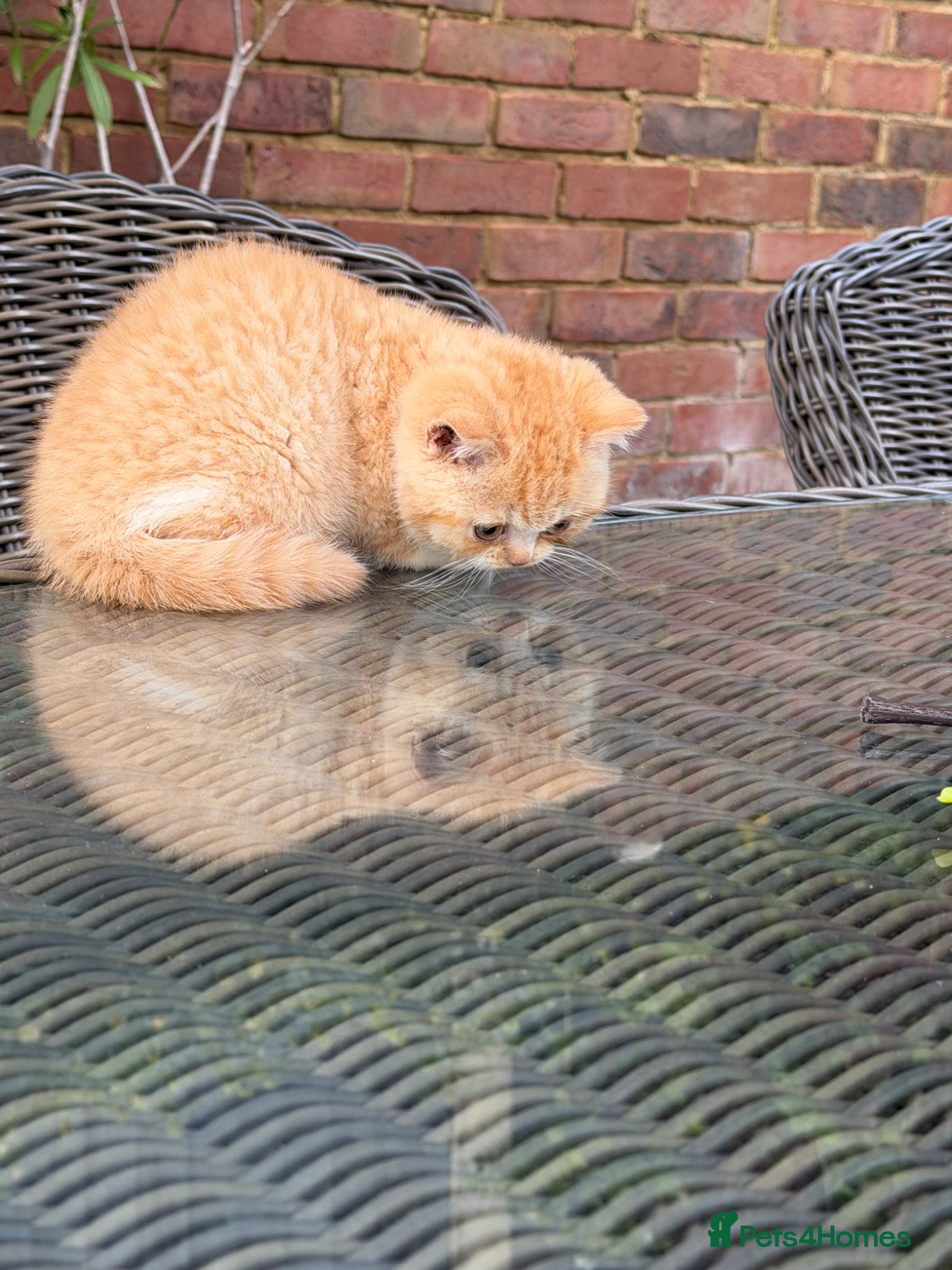 British Shorthair cats Full Pedigree/Registered BSH from £995 - Advert 2