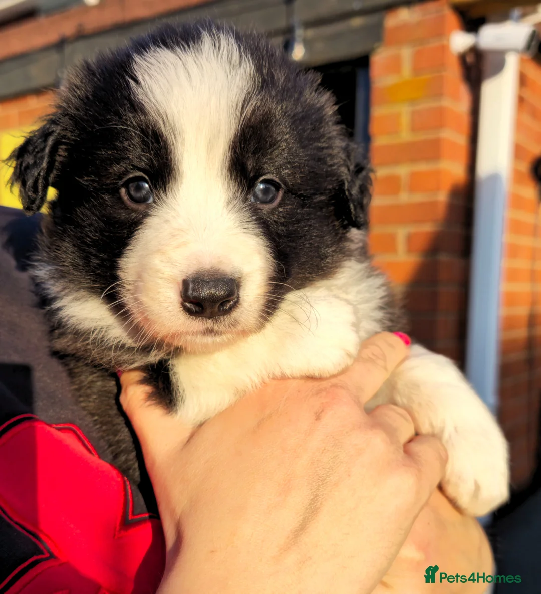 Border Collie dogs for sale: Stunning KC Registered Border Collie Puppies 🐾  - Advert 2