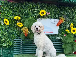 Labradoodle dogs Bonnie the Labradoodle - Advert 9