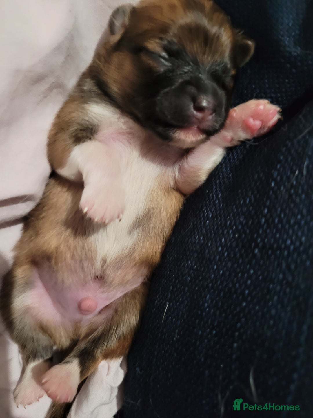 Mixed Breed dogs for sale: Little boy paparainion 🥰 - Image 11