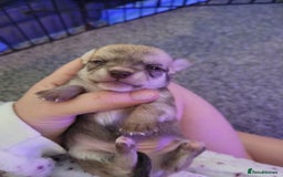 Chorkie dogs for sale: My girl has had 5 beautiful pups - Image 7