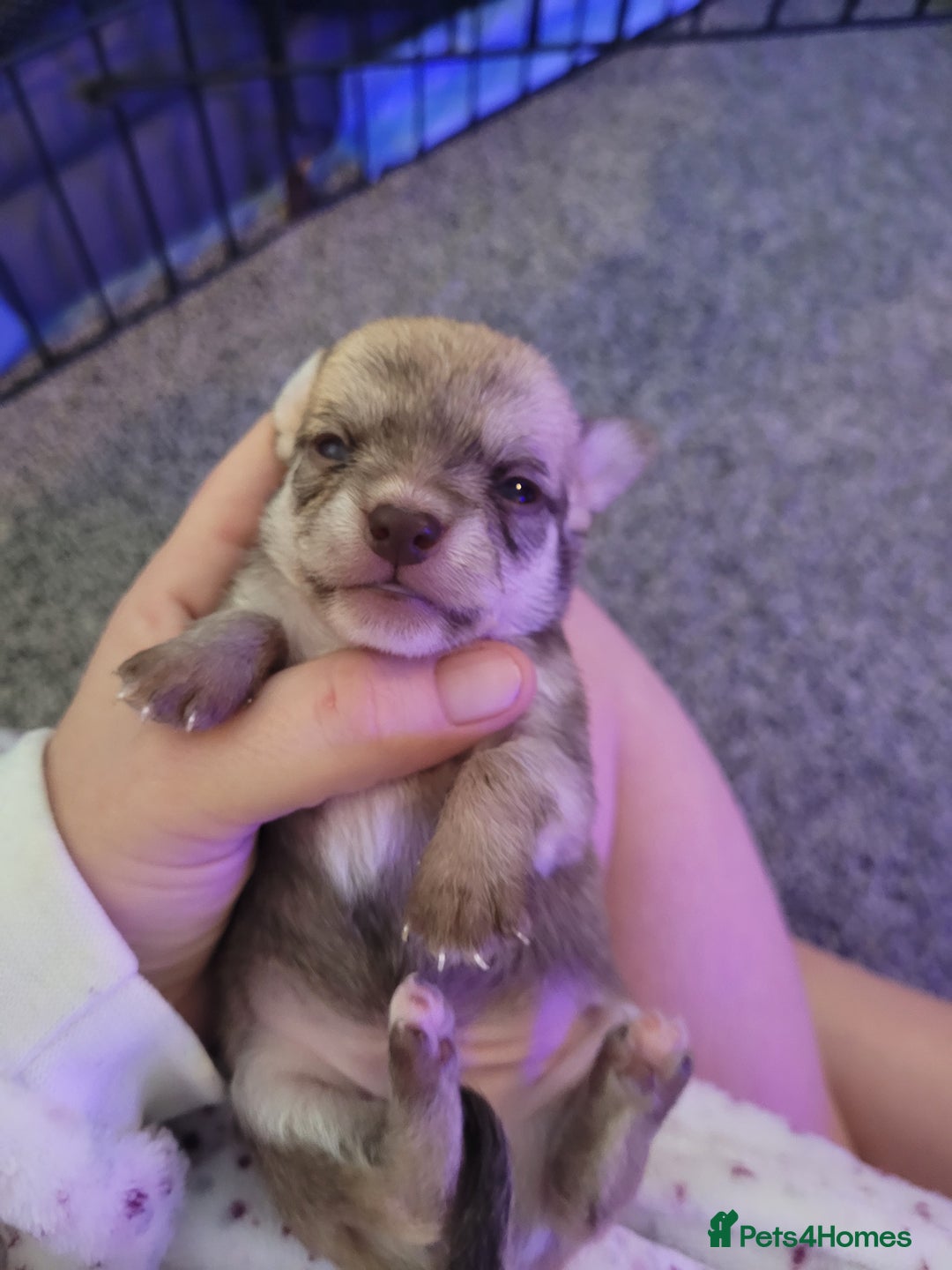 Chorkie dogs for sale: My girl has had 5 beautiful pups - Image 7