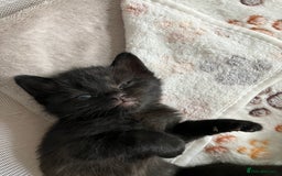 Russian Blue cats for sale: Beautiful Russian blue x kittens  - Image 2