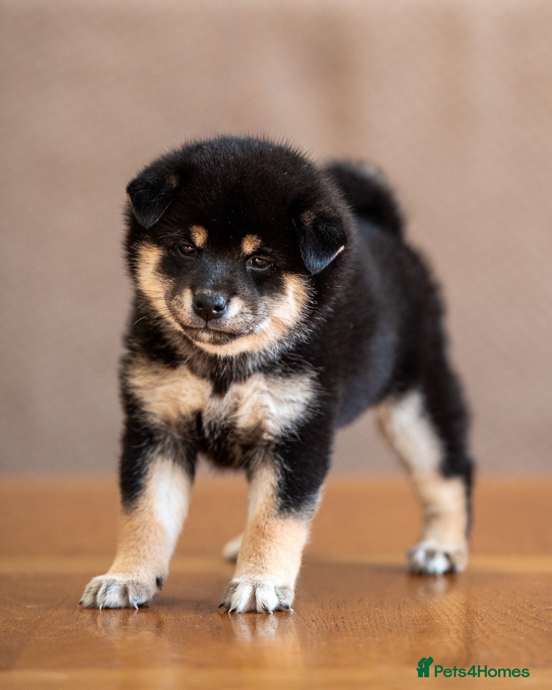 Japanese Shiba Inu dogs for sale: Shiba Inu Puppies – Top European Bloodlines UK KC - Advert 2