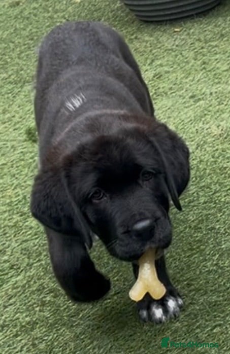 Mixed Breed dogs Central Asian Shepard x Rottweiler Puppies - Advert 2