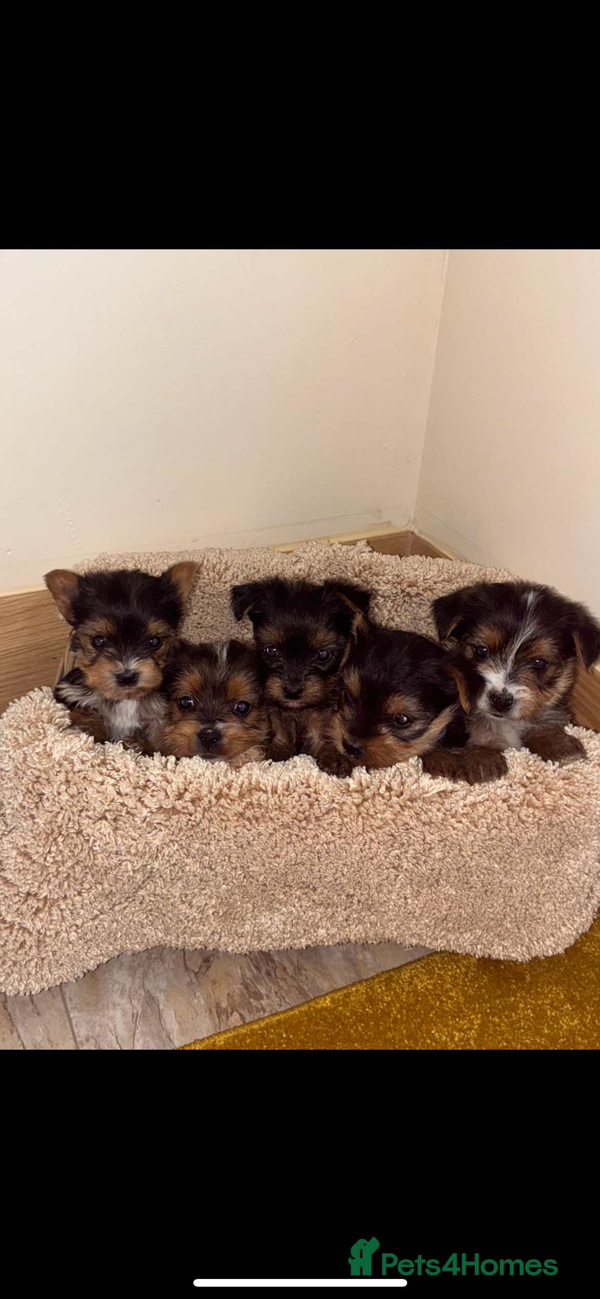 Yorkshire Terrier dogs Yorkshire puppies for sale - Advert 1
