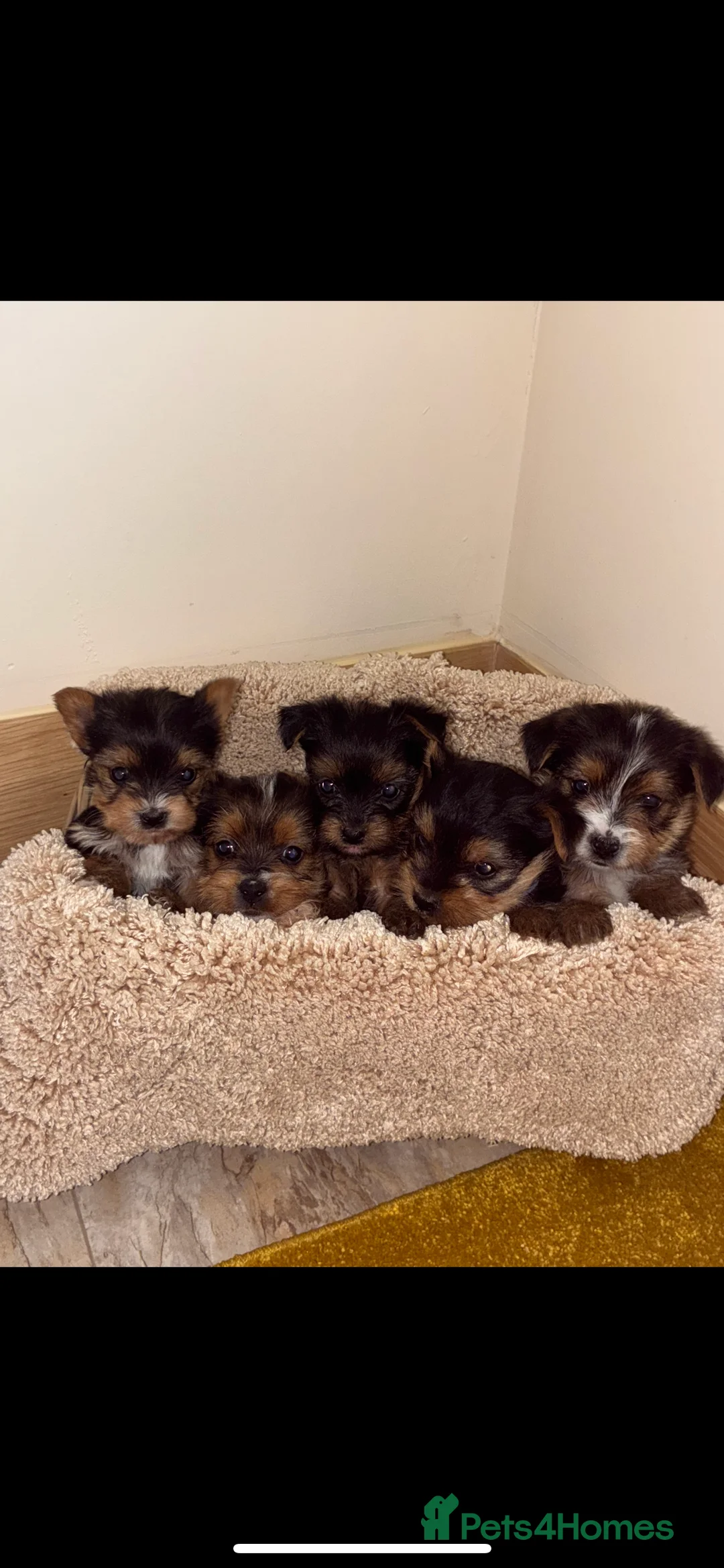 Yorkshire Terrier dogs for sale: Yorkshire puppies for sale - Advert 1