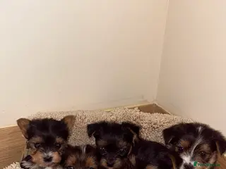 Yorkshire Terrier dogs Yorkshire puppies for sale - Advert 1