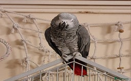 Parrots birds for sale: Female African Grey - Image 1