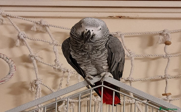 Parrots birds - Advert 1