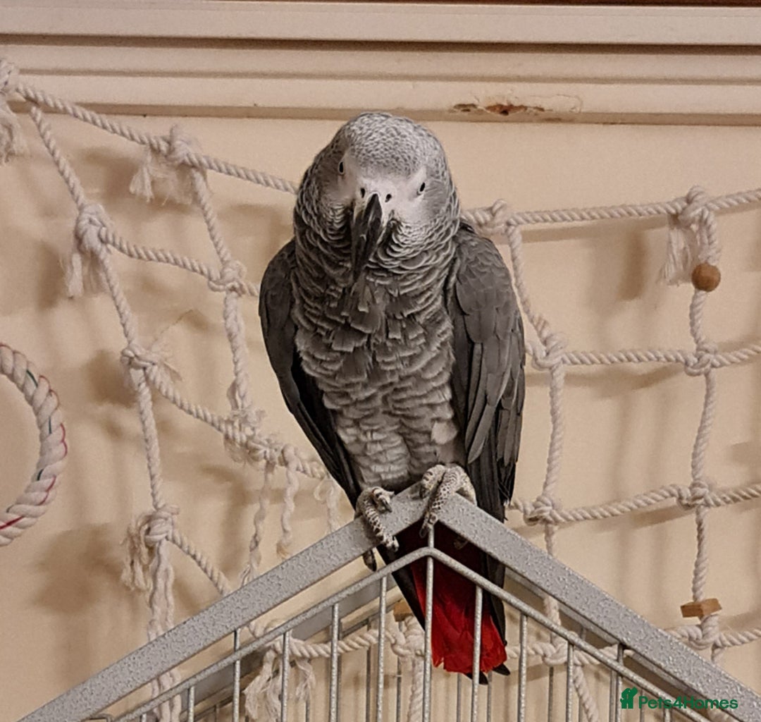 Parrots birds for sale: Female African Grey - Image 1