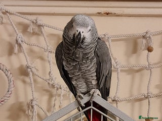 Parrots birds - Advert 22