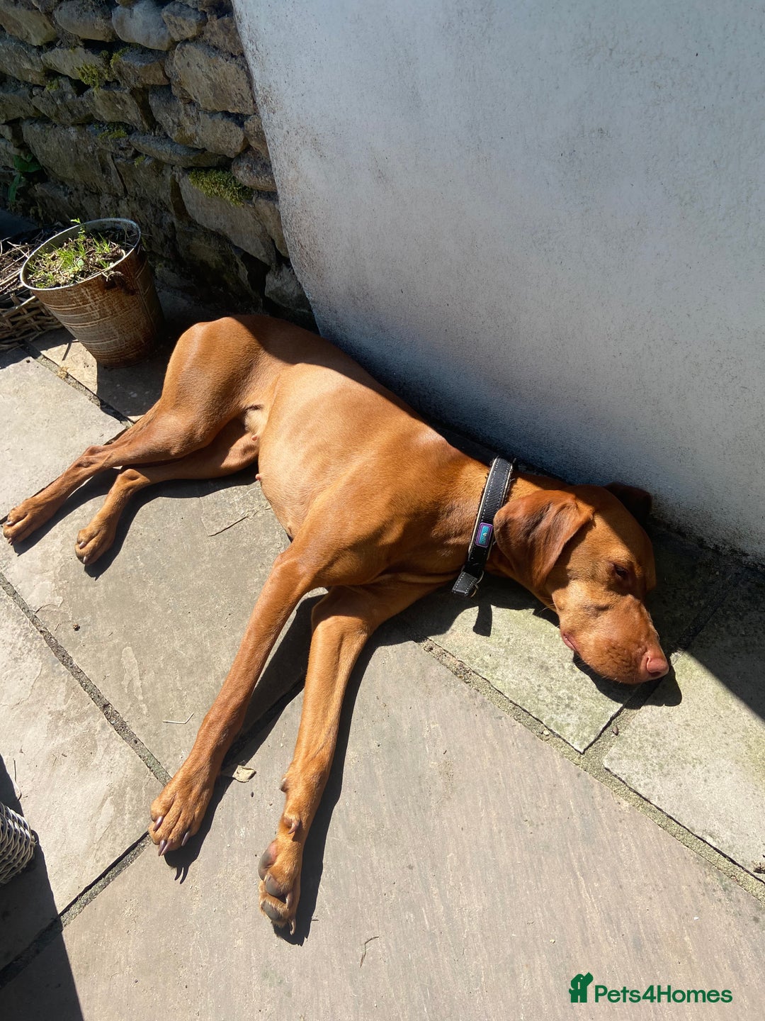 Hungarian Vizsla dogs for sale: Hungarian Vizsla puppies - KC registered  - Advert 6