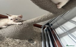 Bengal cats for sale: Stunning bengal/ragdoll kittens  - Image 3