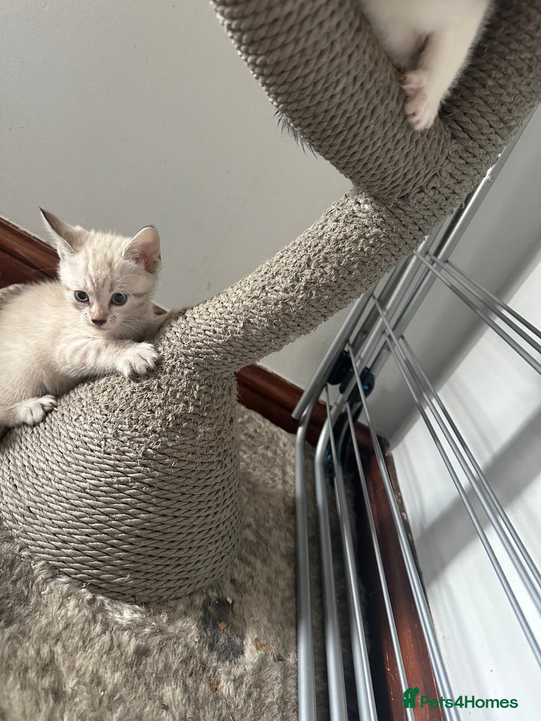 Bengal cats for sale: Stunning bengal/ragdoll kittens  - Image 3