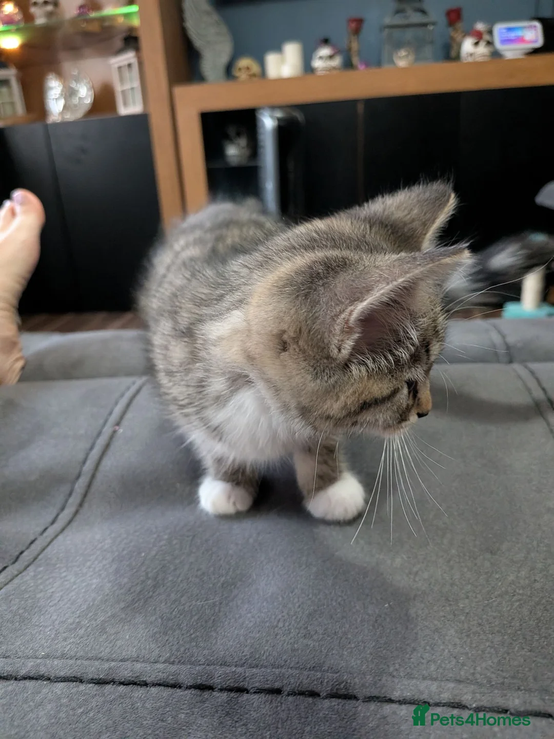 Mixed Breed cats for sale: 3 beautiful adorable kittens  in Bicester - Advert 12