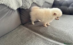 Pomeranian dogs for sale: Pomeranian puppies  - Image 17