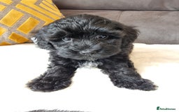 Shihpoo dogs for sale: Adorable little Shihpoo's, sold fully vaccinated - Image 22