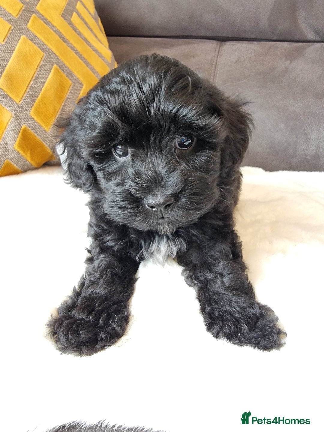 Shihpoo dogs for sale: Adorable little Shihpoo's, sold fully vaccinated - Image 22