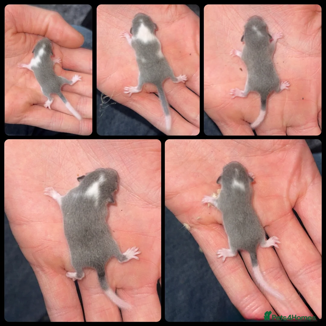 Mouse rodents for sale: African Pygmy dormice (read description)  - Advert 2