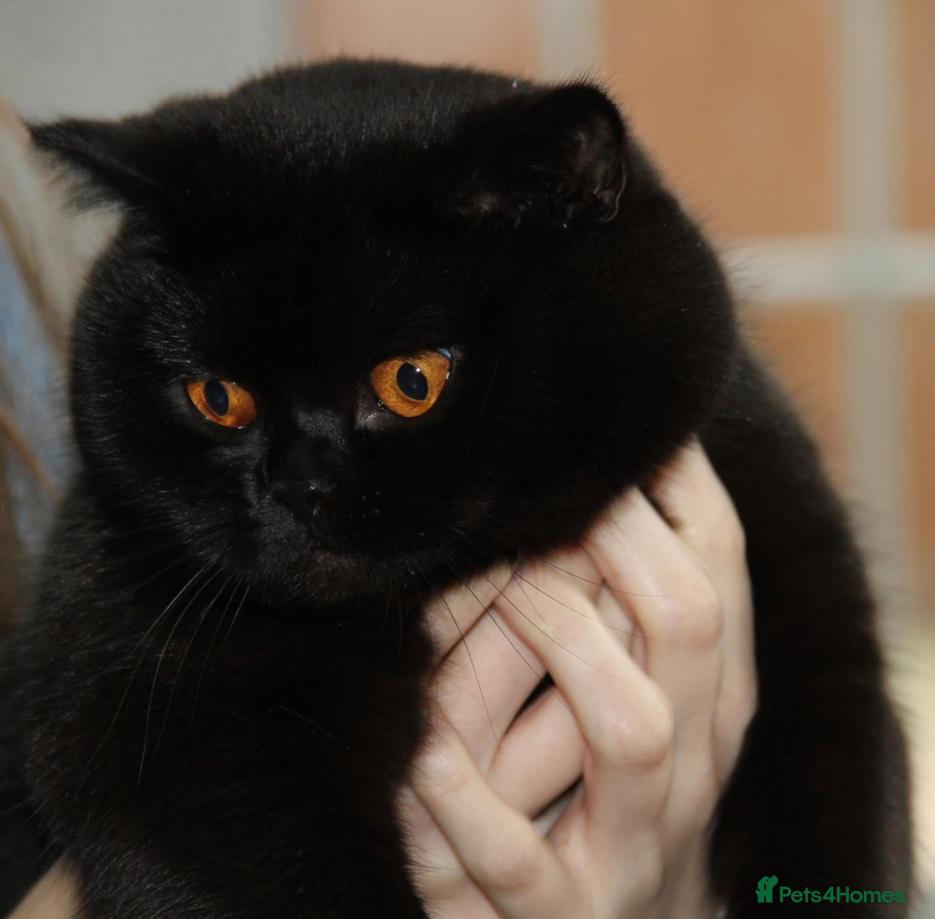 British Shorthair cats British Shorthair Kitten - Advert 15