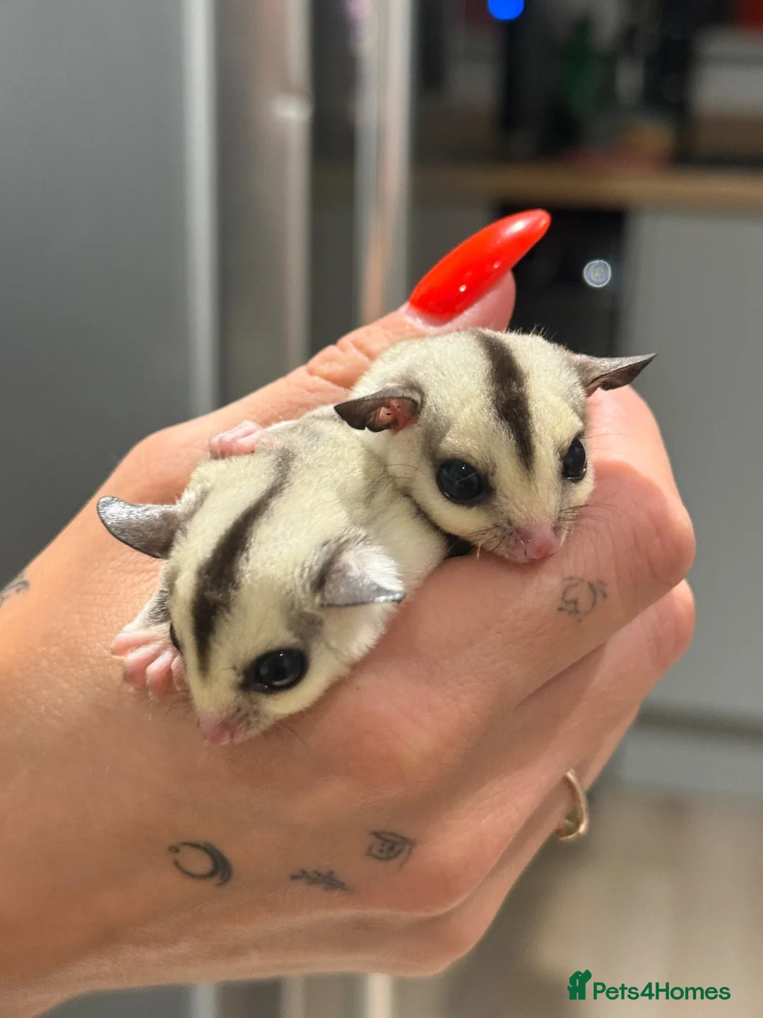 Sugar Glider rodents for sale: Two Beautiful Female Sugar Glider Sisters  in Burton-on-Trent - Advert 1